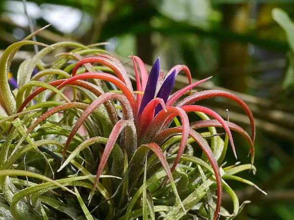 Bromélia Tillandsia 8 passos para cuidar da planta multicolorida