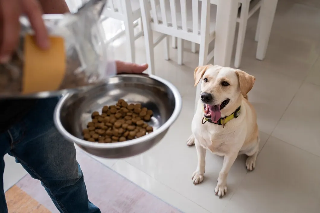 Como escolher a ração certa para cada tipo de cão e garantir seu crescimento saudável