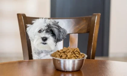 Como escolher a ração certa para cada tipo de cão e garantir seu crescimento saudável