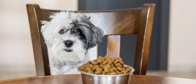Como escolher a ração certa para cada tipo de cão e garantir seu crescimento saudável