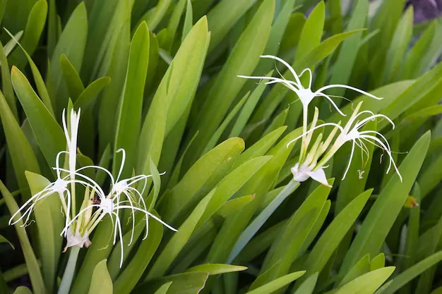 Como escolher as plantas de sombra ideais para a varanda