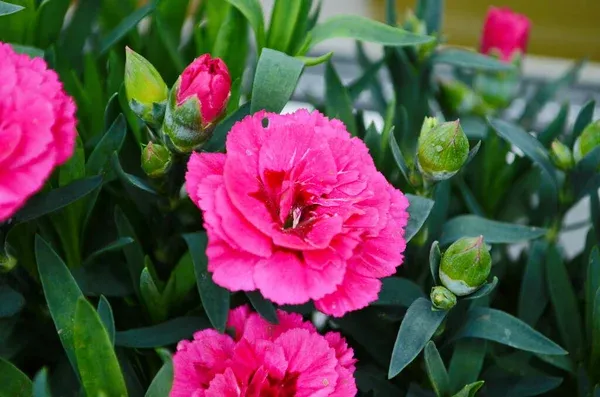 Cravo (Dianthus caryophyllus) quanto tempo duram as flores e como cuidar da planta