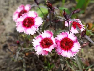 Flores do Cravo: quanto tempo duram e como cuidar da Dianthus caryophyllus