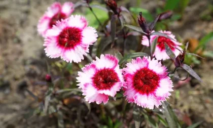 Flores do Cravo: quanto tempo duram e como cuidar da Dianthus caryophyllus