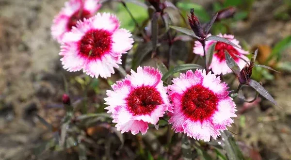 Flores do Cravo: quanto tempo duram e como cuidar da Dianthus caryophyllus