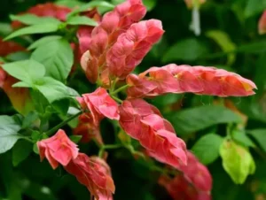 Cuidando da planta Camarão Vermelho: um refúgio vital para os beija-flores