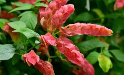 Cuidando da planta Camarão Vermelho: um refúgio vital para os beija-flores