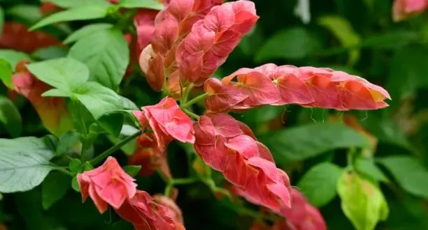 Cuidando da planta Camarão Vermelho: um refúgio vital para os beija-flores