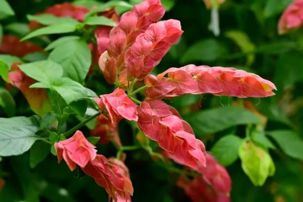 Cuidando da planta Camarão Vermelho
