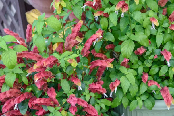 Cuidando da planta Camarão Vermelho