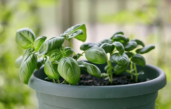 Ervas Aromáticas Como plantar tomilho e manjericão em vasos pequenos