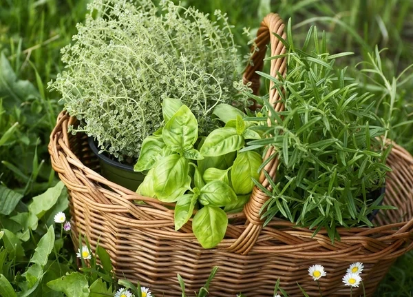 Ervas Aromáticas Como plantar tomilho e manjericão em vasos pequenos