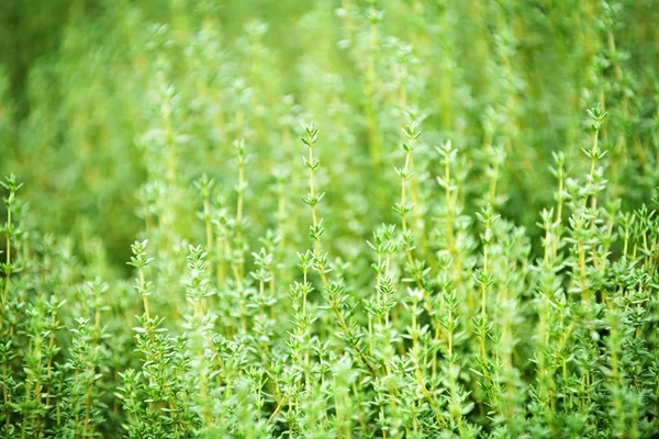 Ervas Aromáticas Como plantar tomilho e manjericão em vasos pequenos