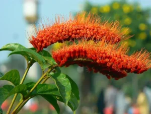 A trepadeira Escova-de-macaco precisa de adubo?