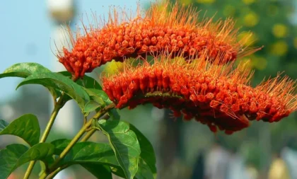 A trepadeira Escova-de-macaco precisa de adubo?