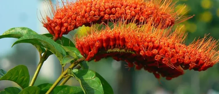 A trepadeira Escova-de-macaco precisa de adubo?