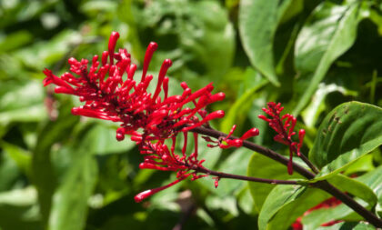 Como fazer mudas da Espiga-de-fogo e transbordar o jardim com flores vermelhas