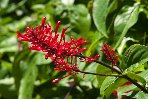 Espiga-de-fogo - Foto istockphoto