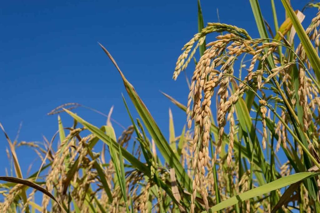 Lavoura de arroz: escassez de água e variação tímida nos preços preocupam setor produtivo / Foto: Divulgação