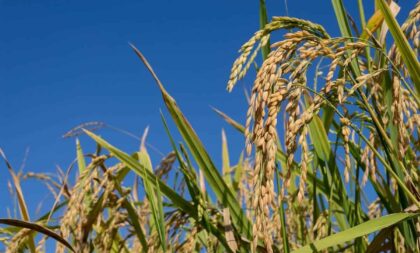 Escassez de água desafia produtores de arroz no RS