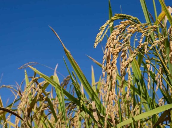 Escassez de água desafia produtores de arroz no RS