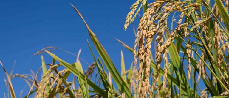 Escassez de água desafia produtores de arroz no RS