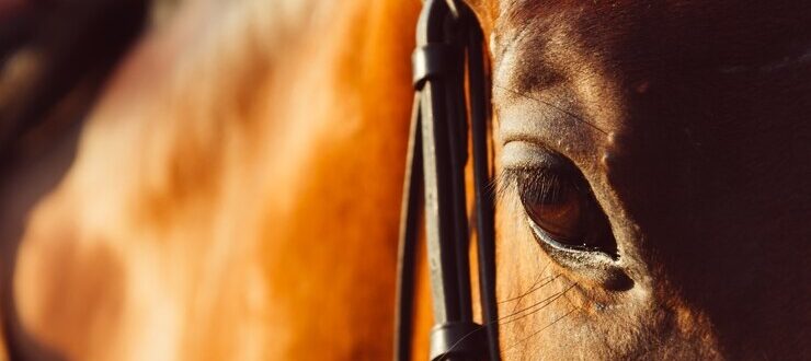 O que será do Jockey Club?