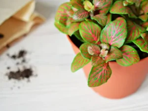 4 motivos para ter fitônia na sua coleção de plantas ornamentais