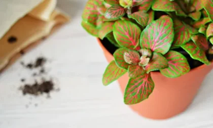 4 motivos para ter fitônia na sua coleção de plantas ornamentais