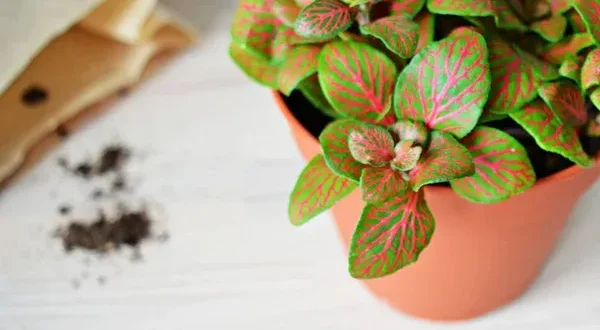 4 motivos para ter fitônia na sua coleção de plantas ornamentais