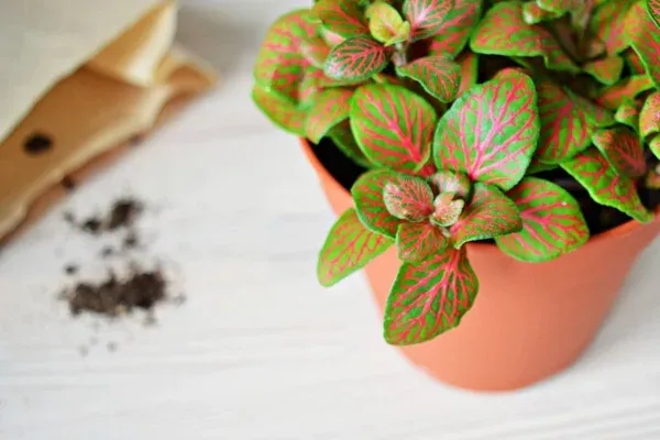 4 motivos para ter fitônia na sua coleção de plantas ornamentais