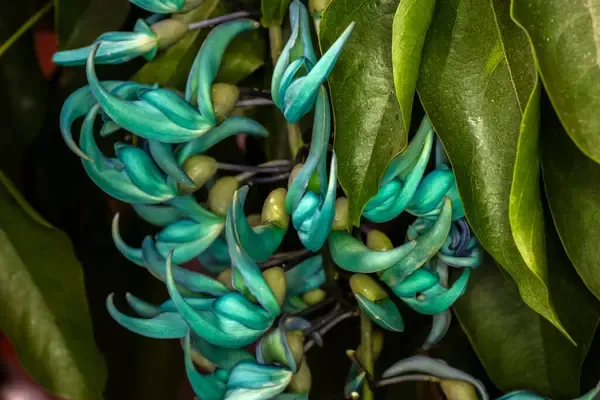 7 curiosidades sobre a trepadeira Jade