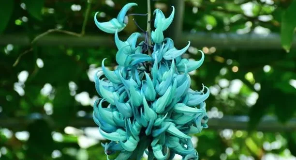 7 curiosidades sobre a trepadeira Jade, a rainha dos pergolados