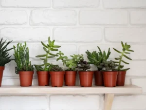 7 dicas para evitar pragas nas plantas em vasos pequenos