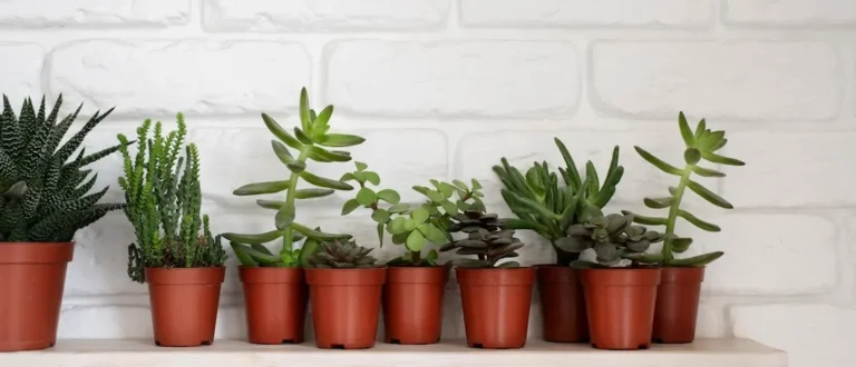 7 dicas para evitar pragas nas plantas em vasos pequenos