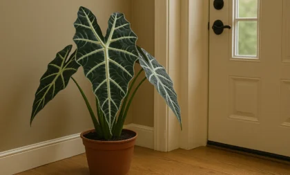 7 passos para cultivar alocasia amazonica para um jardim exótico