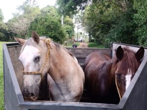 Cavalos cegos que viviam no Cempra há 6 anos são adotados