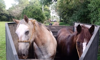 Cavalos cegos que viviam no Cempra há 6 anos são adotados