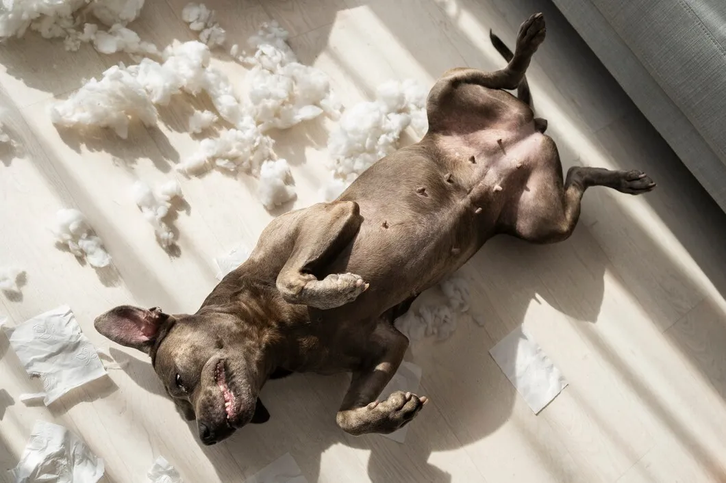 Cão sozinho dentro de casa Como evitar o estresse do animal que destrói tudo