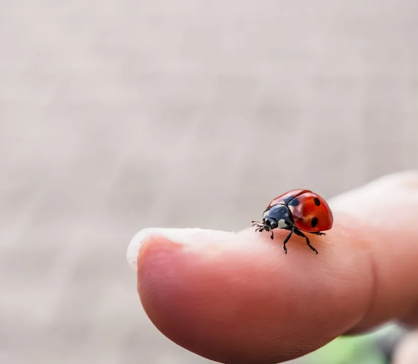 Como as joaninhas são exterminadoras de pragas no jardim