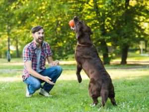 Como educar meu pet sem punições: 6 dicas práticas de adestramento positivo