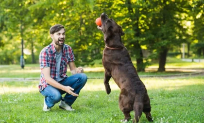 Como educar meu pet sem punições: 6 dicas práticas de adestramento positivo