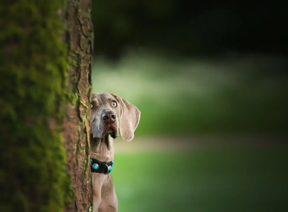 Como lidar com cães que latem muito durante o dia