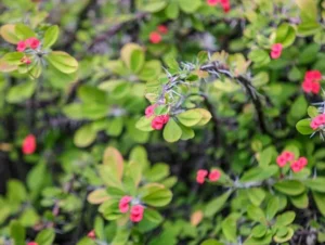 A plantinha Coroa-de-Cristo precisa de rega? Veja origem, cuidados e época de floração