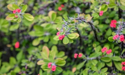 A plantinha Coroa-de-Cristo precisa de rega? Veja origem, cuidados e época de floração