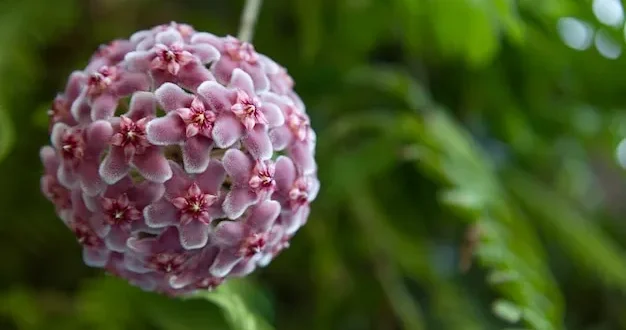 Flor de Cera: o que não fazer com a trepadeira Hoya para que cresça saudável