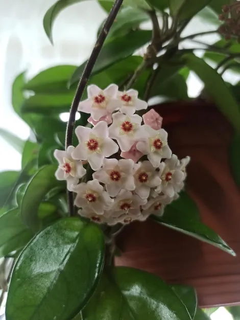 Flor de Cera: o que não fazer com a trepadeira Hoya para que cresça saudável