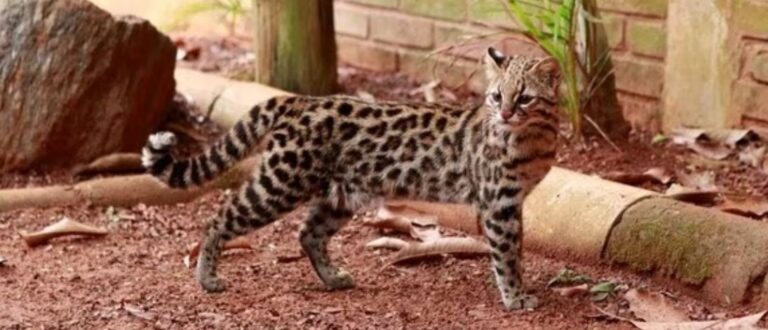 Gato-do-mato foge do Zoo no temporal