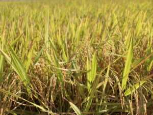 Colheita do arroz avança no Estado