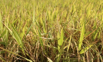 Colheita do arroz avança no Estado